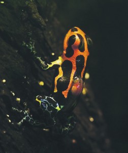 Peruu vihmametsades elav kollase-mustakirju konnake Ranitomeya imitator on üks vähestest, kui mitte ainuke, sotsiaalset ja geneetilist monogaamiat harrastav kahepaikne. 