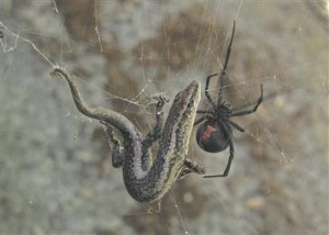 Emane punaselg-ämblik püütud sisalikuga. 