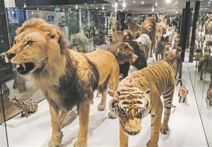 Enamik topiseid (paljud neist on sada aastat vanad) on TÜ loodusmuuseumi püsiekspositsioonis pärast  kohendamist taas oma koha sisse võtnud. 