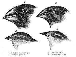 Darwini ehk Galápagose vindid. 1835. aastal Galápagose saari külastanud Charles Darwin tuli sealseid linde uurides liikide tekke teooria ideele. Darwin oletas, et kõik saartel pesitsevad linnud põlvnevad ühest eellasliigist. Liigid erinevad märgatavalt noka suuruse poolest, vastavalt söövad nad ka erinevat toitu. Pilt Darwini raamatu „Loodusuurija reis ümber maailma purjekal Beagle” („Voyage of the Beagle“ II trükist 1845, eesti keeles 1949). 