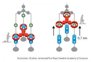 Feringa sünteesis molekulaarmasinaid ja nende detaile, nagu mootorid, rootorid, „lihased“, tõstukid. Pildil molekulaarne lift.