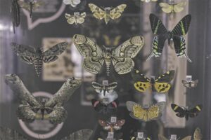 &Ouml;ised tiivulised