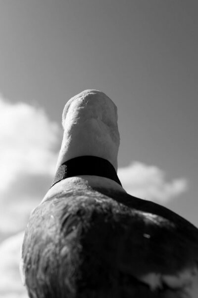 Hansen & Viir Draakoni galeriis