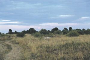 H&auml;&auml;letu muld