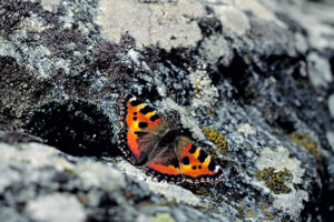 Eesti kaasaegne fotokunst Pärnu uue kunsti muuseumis