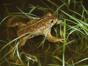 Kahepaiksed kui muutuvate maastike indikaatorid