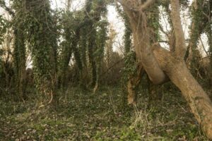 P&auml;randist looduses ja kultuuris