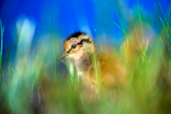 “Võluaknad” Arne Aderi loodusfotod Uue Kunsti Muuseumis