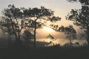 Essee Eesti märgist