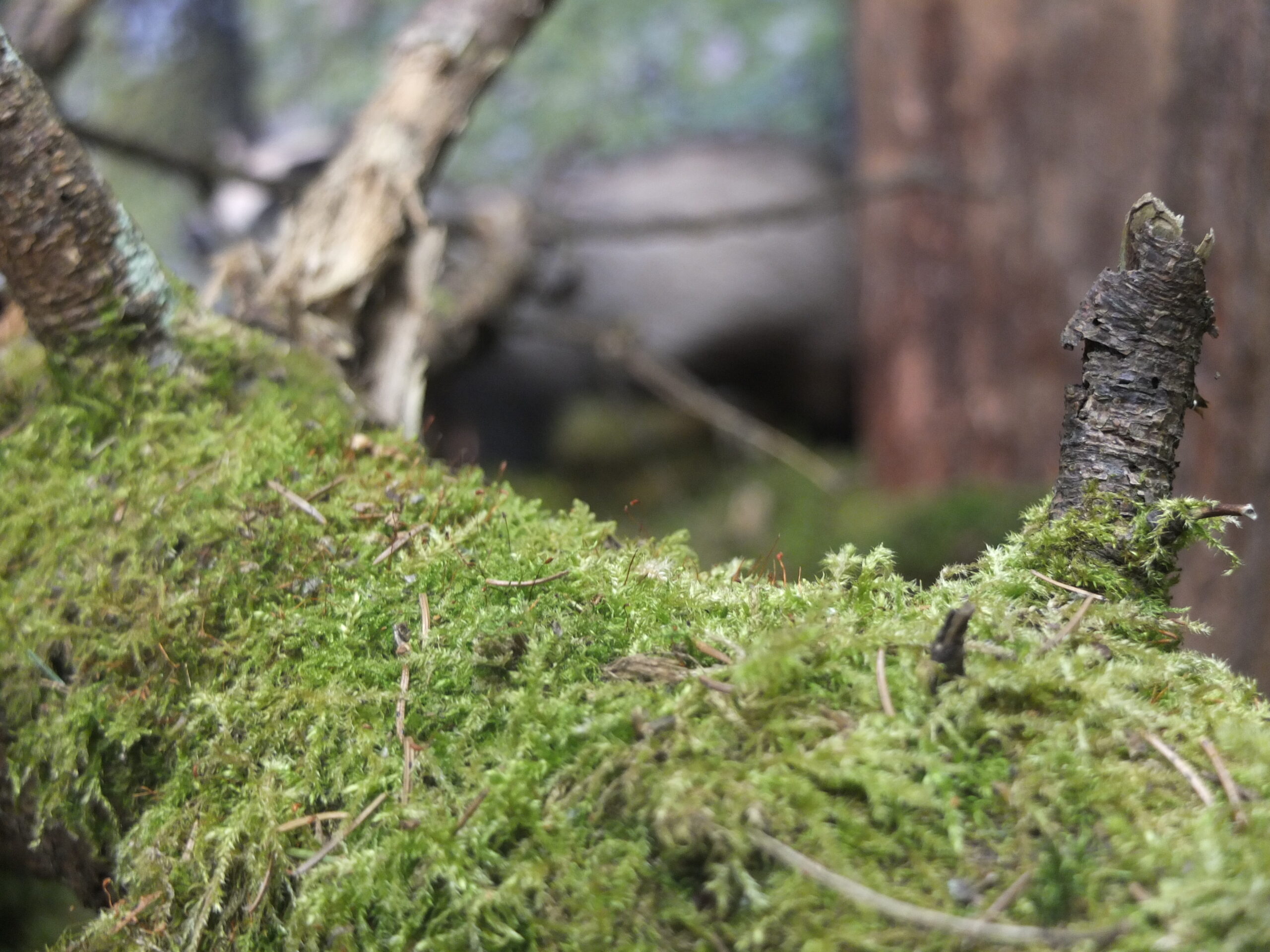 Loodusmuuseum murrab Eesti suurimal samblike ja sammalde näitusel müüte