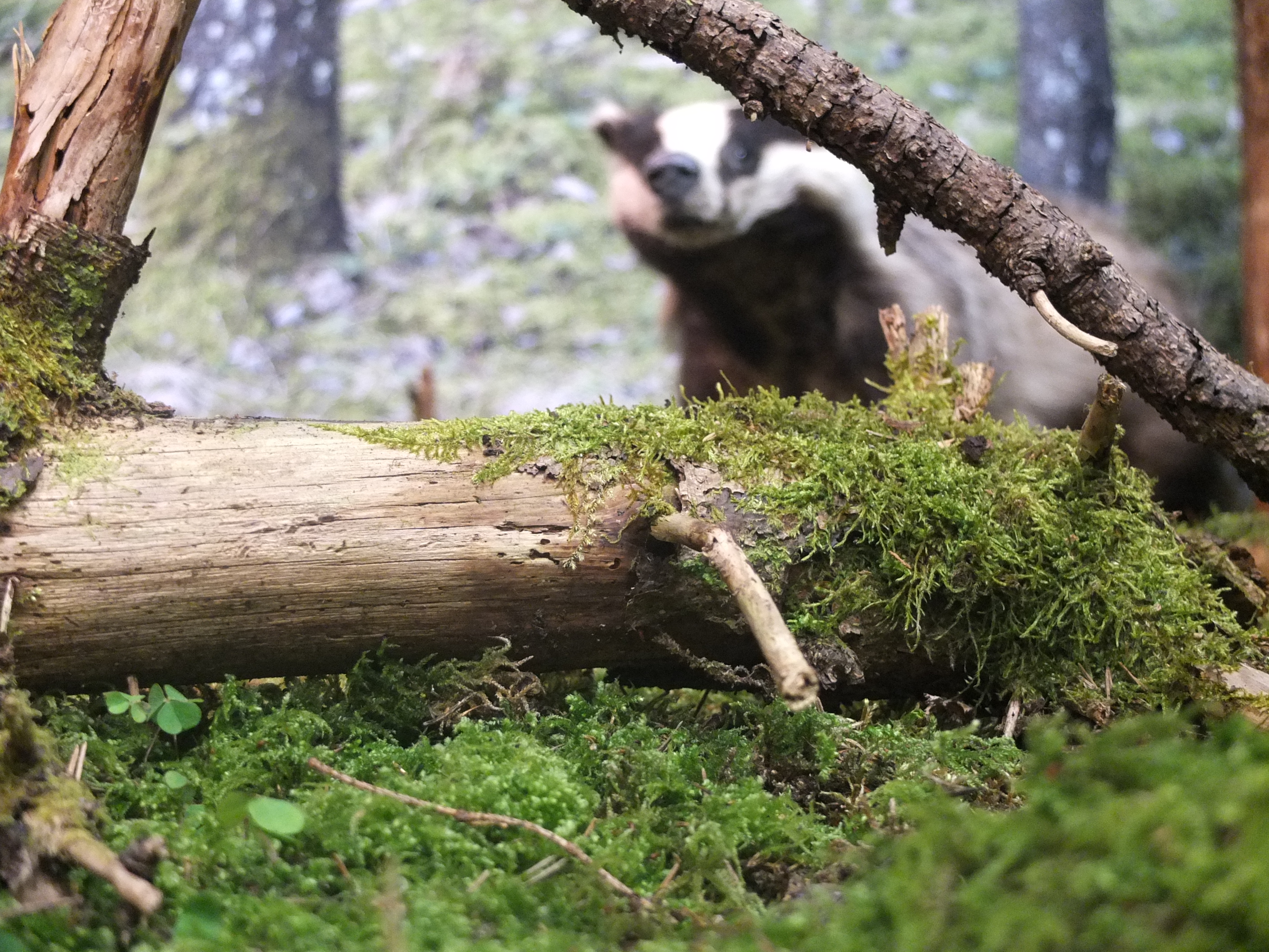 Vaprad ja ilusad. Foto - Kätlyn Metsmaa, Eesti Loodusmuuseum