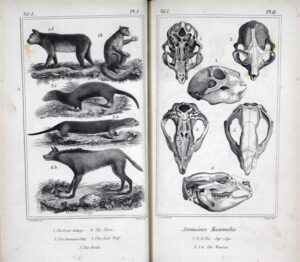 Otsides arengu algoritmi