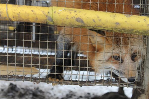 Kuidas tappa rebast?