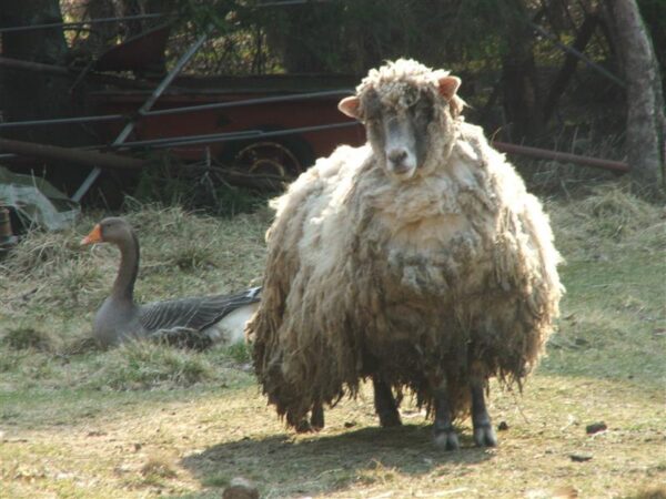 Eetika ja esteetika ristteel