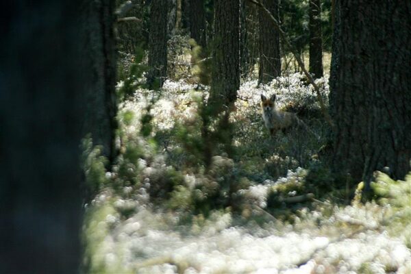 Vanas&otilde;na &uuml;tleb: metsa taga ei ole teist metsa