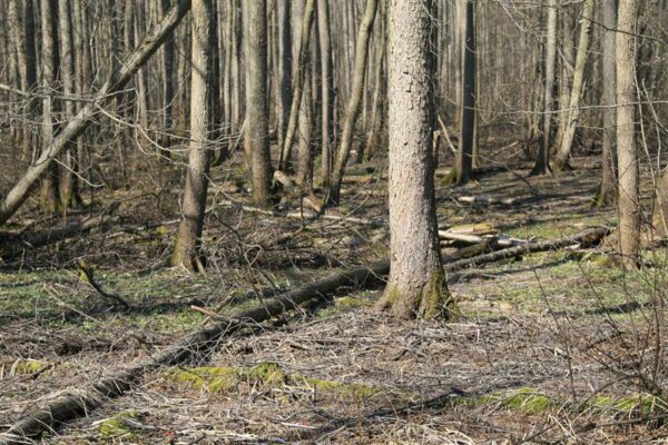 Veel metsadest ja metsandusest