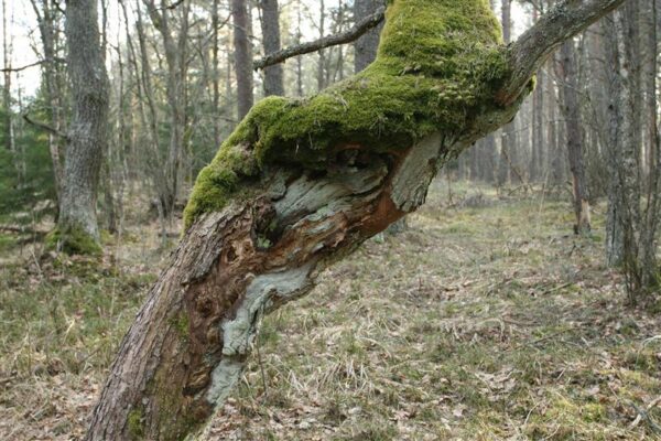 Puiduvarude s&auml;&auml;stlik kasutamine ja metsat&ouml;&ouml;stuse plaanid ei l&auml;he kokku