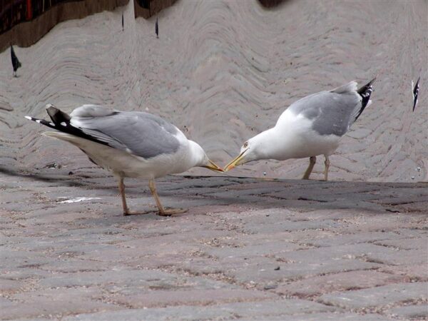 R&otilde;&otilde;mustame, toidame, t&otilde;rjume ja kardame