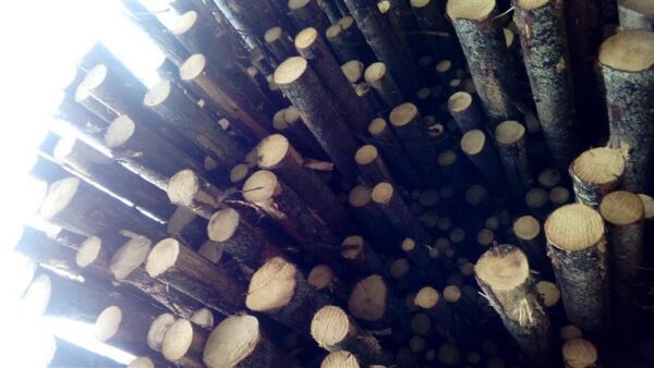 Mida on n&auml;idanud aasta metsapoleemikat