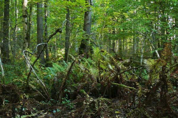 Miks ministeerium keeldub diskussioonist ja r&uuml;ndab praeguse metsapoliitika kriitikuid?