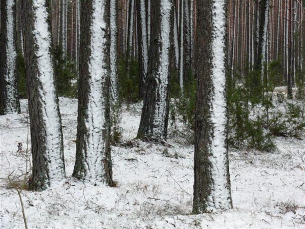 Ebav&otilde;rdsuse leevendamine