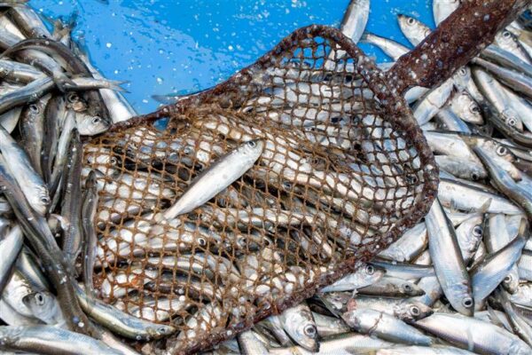 &Uuml;ks festival  &ndash; Maaelufestivalid  ja elamusfestivalid