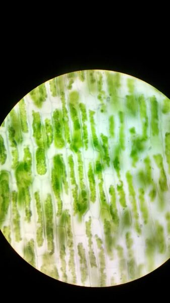 Euroopa horisondi poole