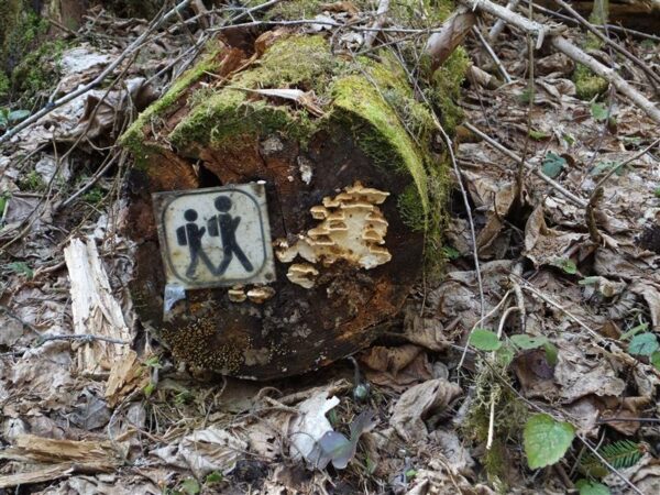 Kas eestlane armastab metsa?