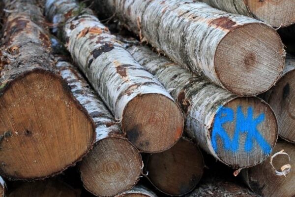 Kevadsuvine raierahu &ndash;  kellele ja miks?