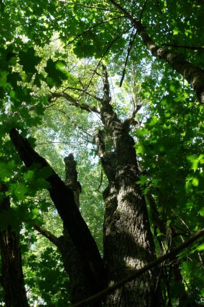 Metsapoleemika teine aasta: r&auml;gastiku v&otilde;im