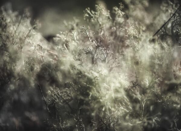 S&uuml;napside ja emaplaadi m&uuml;koriisa