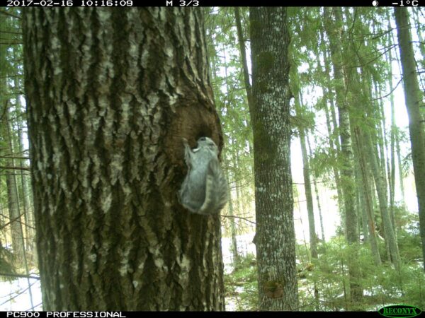Mets kui p&otilde;hi&otilde;igus?