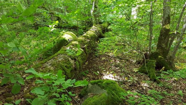 Loodus on meie k&otilde;igi hoida