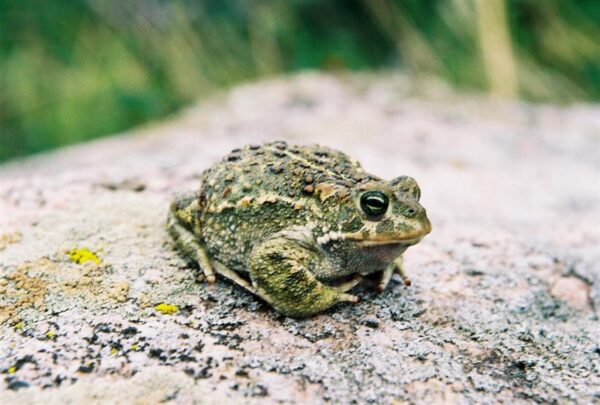Kuidas p&auml;&auml;sta k&otilde;resid ehk Andke konnadele elupaigad tagasi