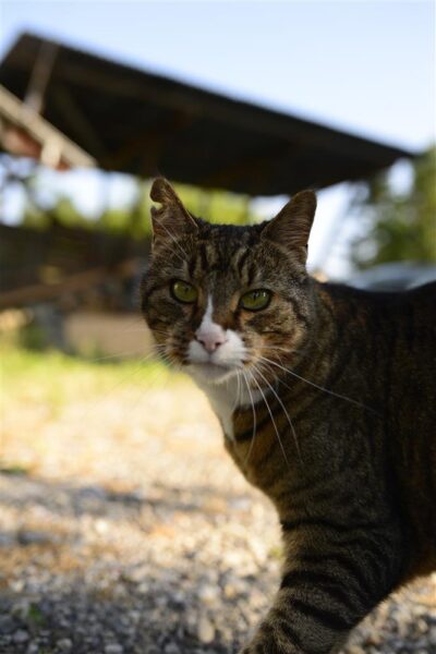 S&otilde;ber k&otilde;uts