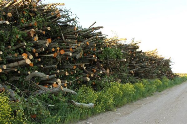 Metsapoleemika kolmandal aastal ronisid kollid kapist v&auml;lja