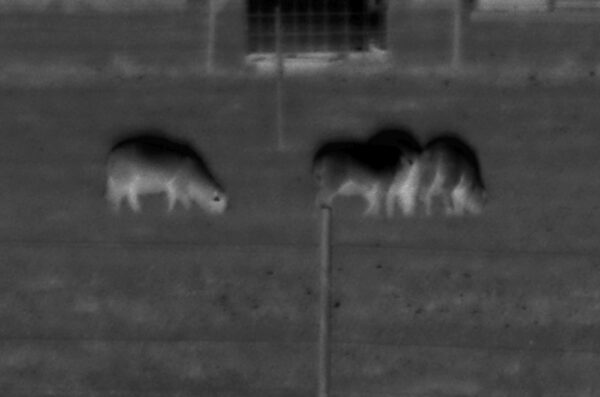 Jass Kaselaane isikunäitus Tartu Kunstimajas