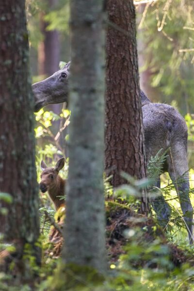 &Otilde;nneliku tuleviku kindlustab meile elurikkus