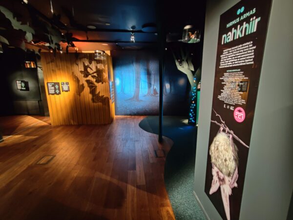 Eesti Loodusmuuseumi näitus tutvustab hirmus armsate nahkhiirte salapärast elu