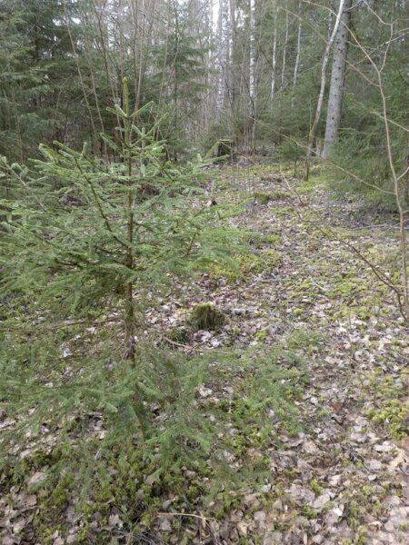 K&auml;ngu j&auml;&auml;nud vihmavarjukuusk