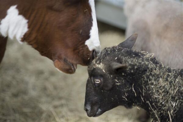 Kes oskab loomade keelt?