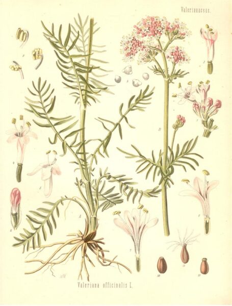 Eesti ravimtaimedest IV