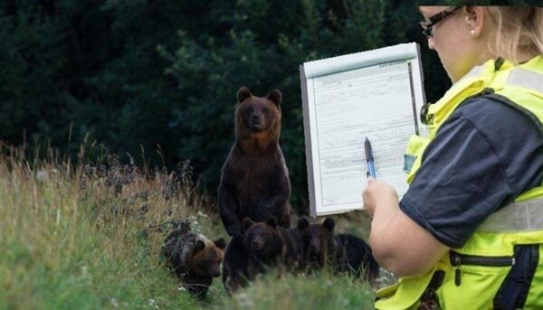 P&uuml;si kodus, karu tuleb! ehk Millest jutustab  Haabersti karujahiga seotud glokaalne folkloorilainetus?