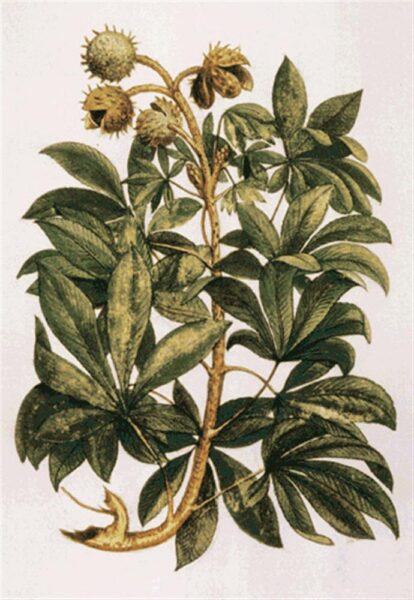 Kui &bdquo;kastanid&ldquo; &otilde;itsevad &ndash; hobukastanite lugu