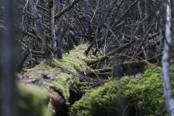 Kui palju m&otilde;istmist on vaja loodusest hoolimiseks?