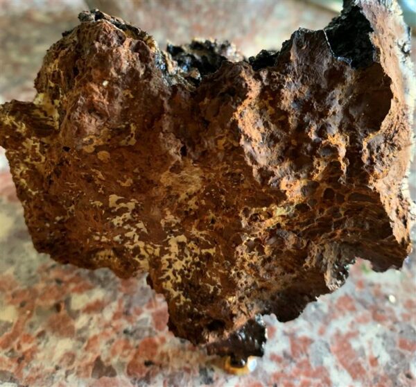 Eesti ravimtaimedest V