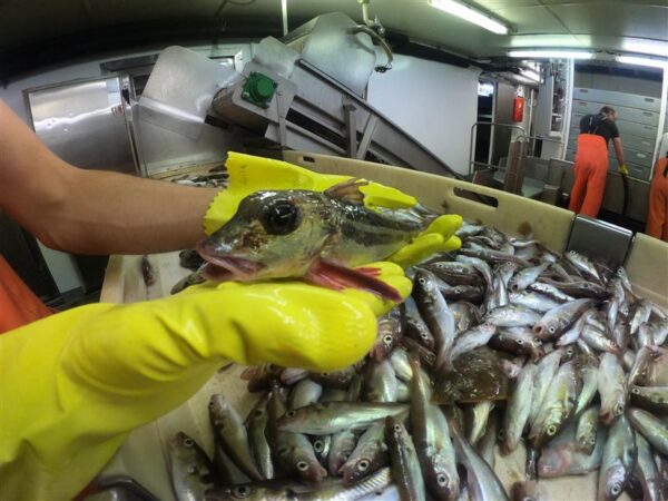 Minu L&auml;&auml;nemeri