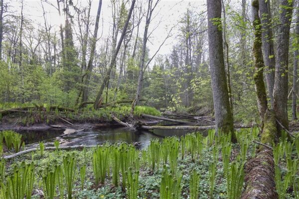 Mille peaks rohelepe metsade heaks tagama?