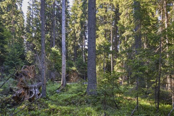 Metsapoleemika neljas aasta: aeg r&auml;&auml;kida riigist