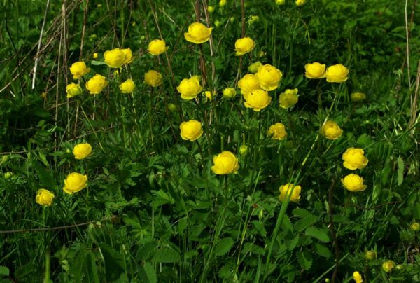 Mis ilm t&auml;na on?